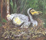 Dodo on nest