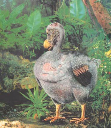 Dodo in a forest - Painting by Melvyn Mootoosamy