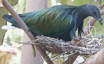 Nicobar Pigeon